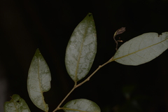 Cryptocarya dorrigoensis