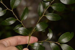 Cryptocarya dorrigoensis