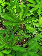 Mimosa polydactyla