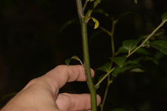 Cryptocarya dorrigoensis