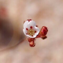 Drosera eneabba