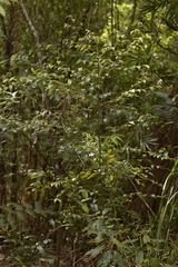 Cryptocarya dorrigoensis