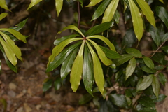 Tasmannia insipida