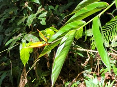 Heliconia hirsuta