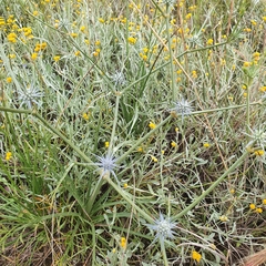 Eryngium ovinum