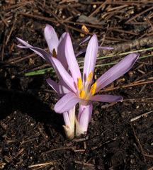 Colchicum stevenii