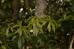 Tasmannia insipida