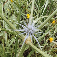 Eryngium ovinum