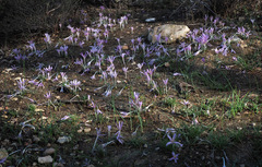 Colchicum stevenii