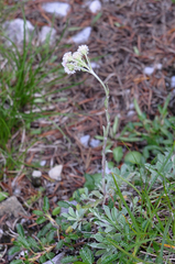 Antennaria dioica