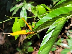 Heliconia hirsuta