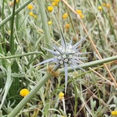 Eryngium ovinum