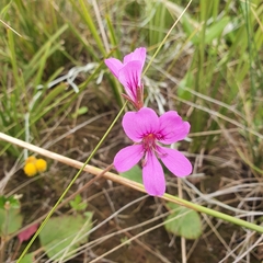 Pelargonium rodneyanum