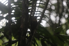 Ptiloris victoriae
