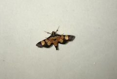 Aethaloessa