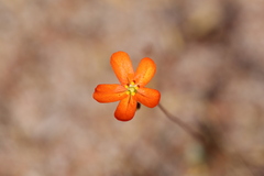Drosera echinoblastus