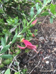 Eremophila maculata
