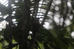 Ptiloris victoriae