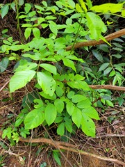 Piptadenia floribunda