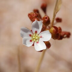 Drosera eneabba