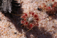 Drosera eneabba