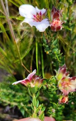 Adenandra acuta