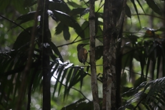 Ptiloris victoriae
