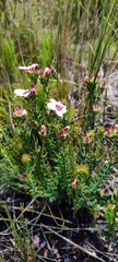 Adenandra acuta
