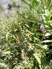 Veronica anagallis-aquatica