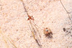 Drosera eneabba
