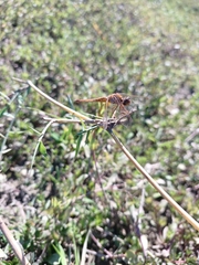 Crocothemis servilia