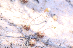 Drosera eneabba
