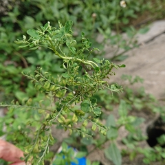 Phyllanthus amarus