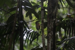Ptiloris victoriae
