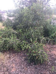 Eremophila maculata