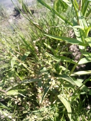 Veronica anagallis-aquatica