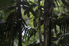 Ptiloris victoriae