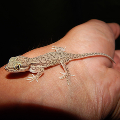 Crossobamon eversmanni