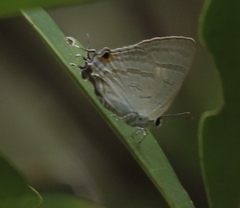 Hypolycaena phorbas
