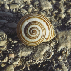 Pseudotachea splendida