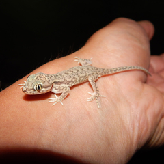 Crossobamon eversmanni