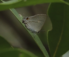 Hypolycaena phorbas