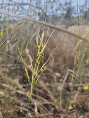 Chrysopogon