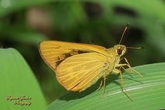 Xanthoneura corissa