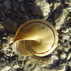 Pseudotachea splendida