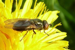 Lejogaster metallina