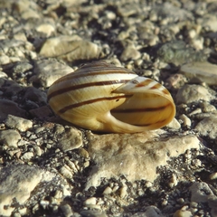 Pseudotachea splendida