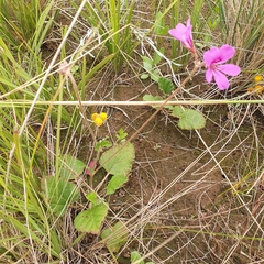 Pelargonium rodneyanum
