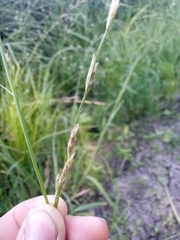 Glyceria notata