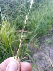 Glyceria notata